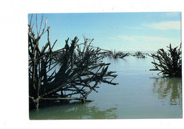 Delcampe - Cpm - GUYANE FRANÇAISE - Pointe Macouria - Racines De Palétuvier - - N° 384 DELABERGERIE - Cayenne