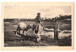 Delcampe - TONKIN BUFFLES EN PATURAGE NON CIRCULEE TBE - Vietnam