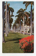 AK 111054 USA - Florida - Avenue Of Royal Palms - Andere & Zonder Classificatie
