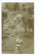 Delcampe - Mariemont Jardin D'hiver ( Vue Intérieure ) Photocarte - Morlanwelz