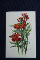 Delcampe - Fleurs : GIROFLEE - Blumen
