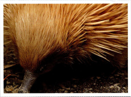 Delcampe - (2 Oø 10)  Australia Pre-paid Maxicard - ECHIDNA (herisson Natif De L'Australie) - Maximumkarten (MC)