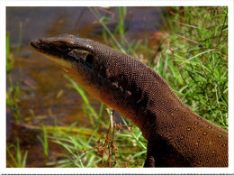 Delcampe - (2 Oø 10)  Australia Pre-paid Maxicard -  Goanna - Maximumkarten (MC)