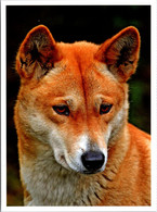Delcampe - (2 Oø 10)  Australia Pre-paid Maxicard -  Dingo (Australian Wild Dog) - Maximumkarten (MC)