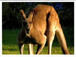 Delcampe - (2 Oø 10)  Australia Pre-paid Maxicard -   (Red) Kangaroo - Maximumkarten (MC)