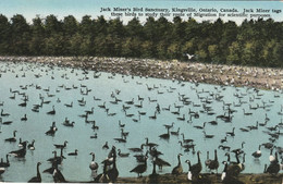 Jack Miner's Bird Sanctuary, Kingsville, Ontario.Jack Miner Tags These Birds To Study Their Route Of Migration For Scien - Kingston