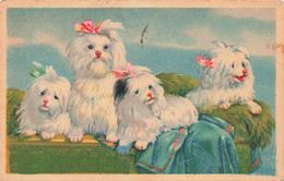 Fantaisies - Chien - Colorisé - Noeud - Bichon - Carte Postale Ancienne - Animali Abbigliati