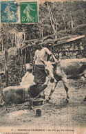 Nouvelle Calédonie - Un Trio Au Col D'Amieu - Animé - Ane - Cochon - Edit. L.B.F. - Carte Postale Ancienne - New Caledonia