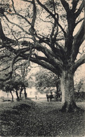 Belgique - Genck - Vieux Hêtre à Kelgerhof - Edit. Maison Stulens - Nels - Oblitéré Genck 1911 - Carte Postale Ancienne - Genk