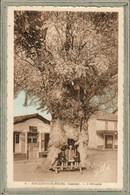 Delcampe - CPA - (40) BISCARROSSE - Thème: ARBRE - Aspect De L'Ormeau Dans Les Années 30 - Carte Colorisée - Biscarrosse