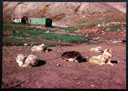 Greenland  Cards  SLEDGE DOGS 16-11-1981 EGEDESMINDE( Lot  703 ) - Groenland