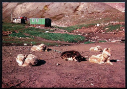 Greenland  Cards  SLEDGE DOGS 16-11-1981 EGEDESMINDE( Lot  701 ) - Groenland