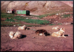 Greenland  Cards  SLEDGE DOGS 16-11-1981 EGEDESMINDE( Lot  705 ) - Groenland