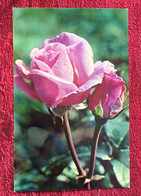 Delcampe - Erevan Arménie Armenia⭐ Carte Postale Roses En Arménien à Traduire-☛Document Arménien Historique: -☛Marseille-1977 - Armenien