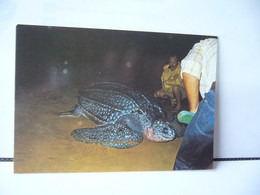 GUYANE FRANCAISE FAUNE TORTUE LUTH VENANT PONDRE SUR LA PLAGE DES HATTES J'USQU'A 800 KG CPM - Schildkröten