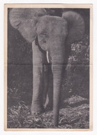 CPA 1949, Congo Français , Elephant  , Pour Toulouse. - Congo Francese