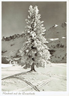 Rauhreif Auf Der LENZERHEIDE - Photo Véritable - Lantsch/Lenz