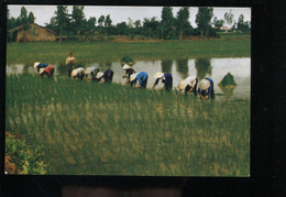 Delcampe - Repiquage Du Riz - Bauern