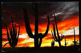 ► CACTUS Géant ARIZONA - Giant Saguaros  1960s - Cactusses