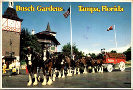 Florida Tampa Busch Gardens Anheuser Busch Clydesdales 1979 - Tampa