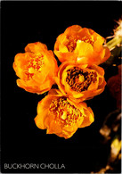 Cactus Buckhorn Cholla Bloom - Cactusses