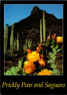 Cactus Prickly Pear And Saguaro - Cactusses