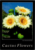 Cactus Saguaro Blossoms - Cactus