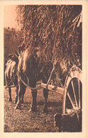 AGRICULTURE - Attelage - Ardennes Belges - La Montée Sera Rude - Légia  - Carte Postale Ancienne - Equipaggiamenti