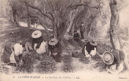 AGRICULTURE - CULTURE - La Cueillette Des Violettes - LL - Carte Postale Ancienne - Landbouw