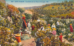 AGRICULTURE - CULTURE - La Cueillette De La Fleur D'Oranger - RM - Carte Postale Ancienne - Landwirtschaftl. Anbau