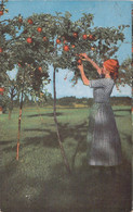 AGRICULTURE - CULTURE - Cueillette Des Pommes - Carte Postale Ancienne - Culturas