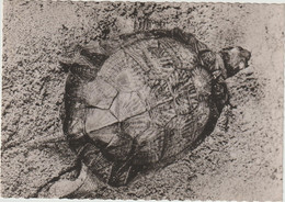 Tortue De Madagascar  - Carte  PUB Génoline  (F.7752) - Tortues