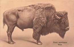 Animaux - Bison Américanus - Edit. W. De Haan Utrecht - Oblitéré 1913 - Carte Postale Ancienne - Sonstige & Ohne Zuordnung