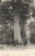 Hazebrouck * 1906 * Gros Chêne à 9 Kilomètres * Arbres Tree Trees Arbre - Hazebrouck