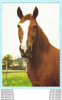 TIERE - Pferde --- Beschrieben--- AK Postcard Cover (2 Scan)(13812AK) - Horses