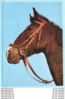 TIERE - Pferde --- Beschrieben --- AK Postcard Cover (2 Scan)(13819AK) - Horses