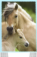TIERE - Pferde --- Junior Bildarchiv Auf Dünnen Karton Gedruckt --- AK Postcard Cover (2 Scan)(13789AK) - Horses
