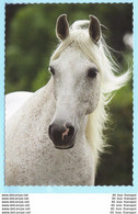 TIERE - Pferde --- Junior Bildarchiv Auf Dünnen Karton Gedruckt --- AK Postcard Cover (2 Scan)(13791AK) - Horses