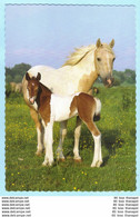 TIERE - Pferde --- Junior Bildarchiv Auf Dünnen Karton Gedruckt --- AK Postcard Cover (2 Scan)(13795AK) - Horses