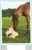 TIERE - Pferde --- Auf Dünnen Karton Gedruckt --- AK Postcard Cover (2 Scan)(13798AK) - Horses