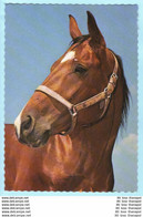 TIERE - Pferde --- Auf Dünnen Karton Gedruckt --- AK Postcard Cover (2 Scan)(13799AK) - Horses