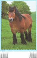 TIERE - Pferde --- WENDY --- AK Postcard Cover (2 Scan)(13803AK) - Horses