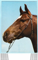 TIERE - Pferde --- Gelaufen --- AK Postcard Cover (2 Scan)(13808AK) - Horses