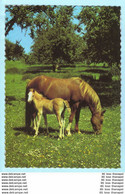 TIERE - Pferde --- AK Postcard Cover (2 Scan)(13818AK) - Horses