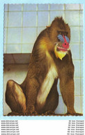 TIERE - Affe --- Etwas Dünner Karton --- AK Postcard Cover (2 Scan)(13852AK) - Scimmie