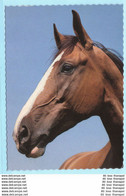 TIERE - Pferde --- AK Postcard Cover (2 Scan)(13810AK) - Horses