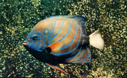 MONACO AQUARIUM MARIN POISSON ROI POMACANTHUS - Oceanografisch Museum