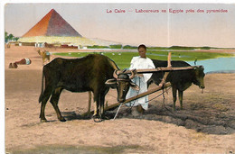 L120D1103 - Egypt - Egypte - Le Caire - Laboureurs En Egypte Près Des Pyramides - El Cairo