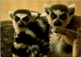 Monkeys Ring-Tailed Lemur Cleveland Zoo - Monkeys