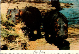 Hippopotamus Feeding Lion Country Safari California - Ippopotami